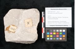 Foto (Objekt + Etikett) von Neuropteris auriculata Brongniart (NHMW-GEO-2024-0188-10671)